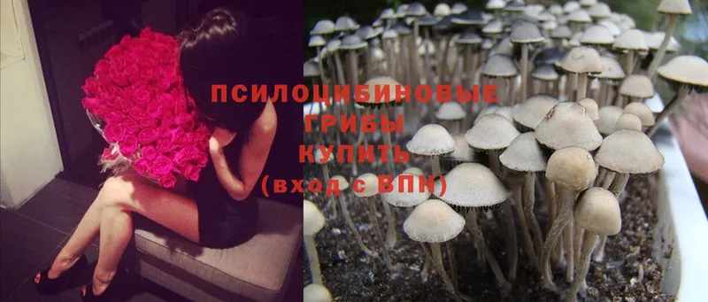 Псилоцибиновые грибы Cubensis  МЕГА как войти  Заинск 